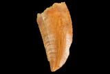 Serrated, Raptor Tooth - Real Dinosaur Tooth #124050-1